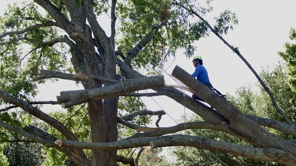 Professional Crown Thinning performed by certified arborists in Leesburg